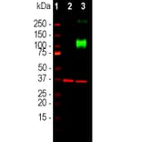 Western Blot - Anti-Adenylate Cyclase 3 Antibody (A85287) - Antibodies.com