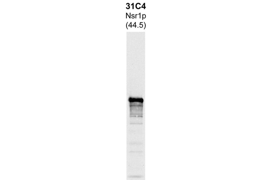 Western Blot - Anti-Nsr1p Antibody [31C4] (A85288) - Antibodies.com