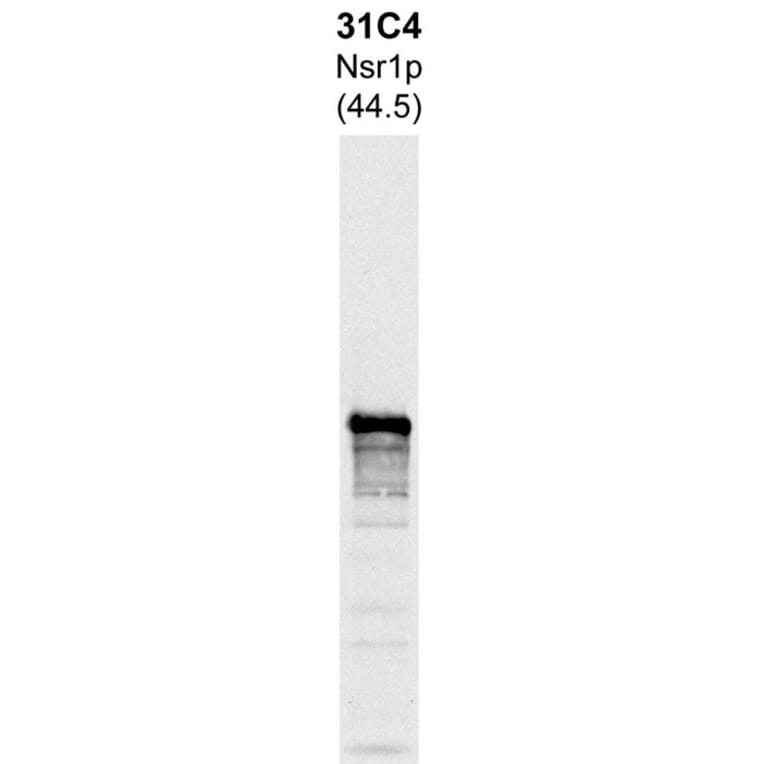Western Blot - Anti-Nsr1p Antibody [31C4] (A85288) - Antibodies.com