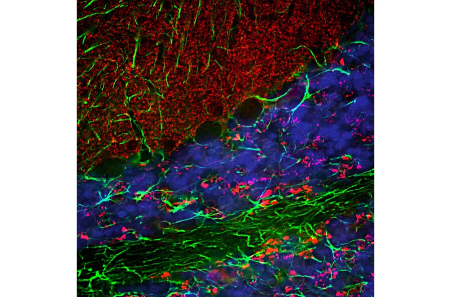 Immunofluorescence - Anti-alpha Synuclein Antibody (A85289) - Antibodies.com