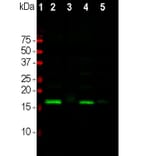Western Blot - Anti-alpha Synuclein Antibody (A85289) - Antibodies.com