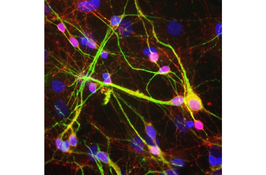 Immunofluorescence - Anti-alpha Synuclein Antibody (A85289) - Antibodies.com