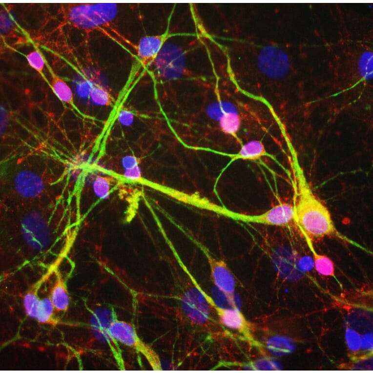 Immunofluorescence - Anti-alpha Synuclein Antibody (A85289) - Antibodies.com