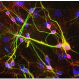 Immunofluorescence - Anti-alpha Synuclein Antibody (A85289) - Antibodies.com