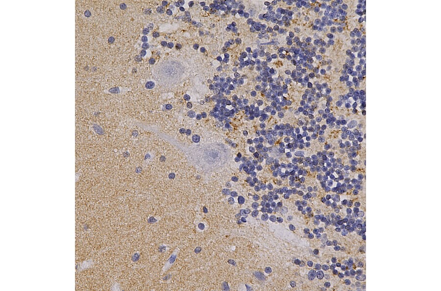 Immunohistochemistry - Anti-alpha Synuclein Antibody (A85289) - Antibodies.com