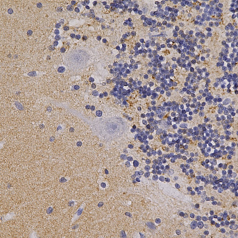 Immunohistochemistry - Anti-alpha Synuclein Antibody (A85289) - Antibodies.com