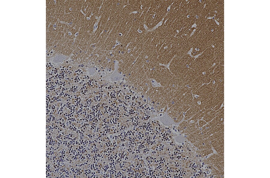 Immunohistochemistry - Anti-alpha Synuclein Antibody [2A7] (A85290) - Antibodies.com