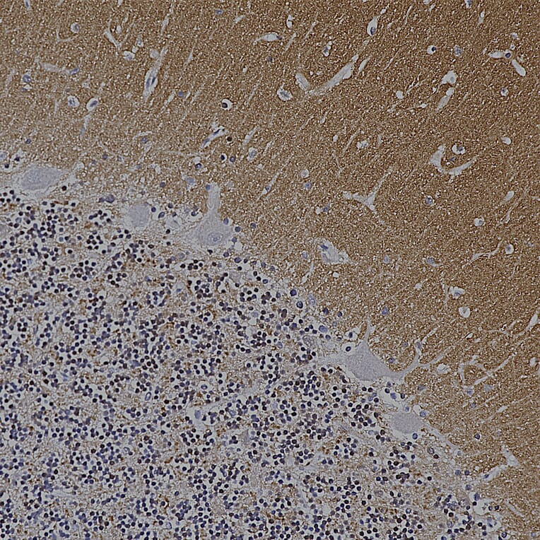Immunohistochemistry - Anti-alpha Synuclein Antibody [2A7] (A85290) - Antibodies.com