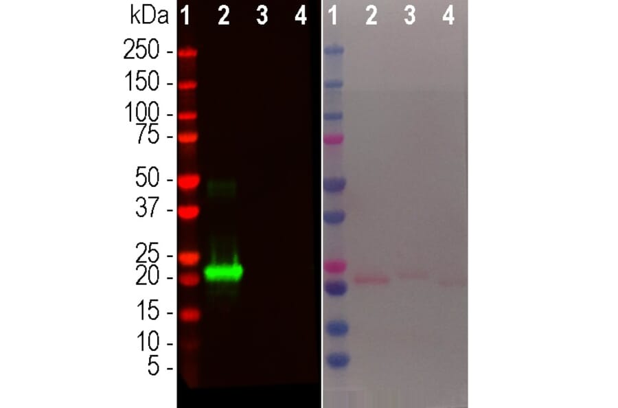 Western Blot - Anti-alpha Synuclein Antibody [2A7] (A85290) - Antibodies.com