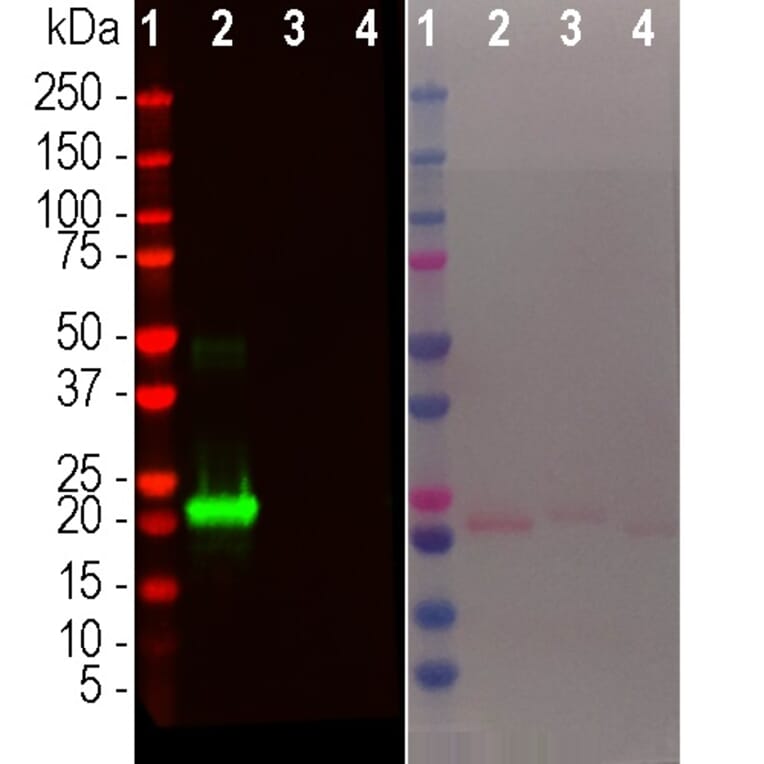 Western Blot - Anti-alpha Synuclein Antibody [2A7] (A85290) - Antibodies.com