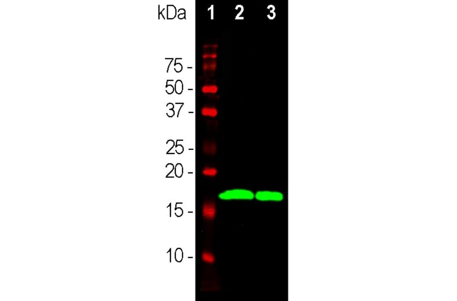 Western Blot - Anti-alpha Synuclein Antibody [2A7] (A85290) - Antibodies.com