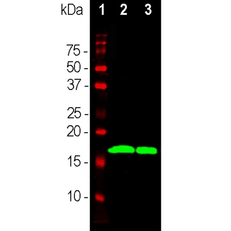 Western Blot - Anti-a-Synuclein Antibody (A85290) - Antibodies.com