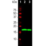 Western Blot - Anti-a-Synuclein Antibody (A85290) - Antibodies.com