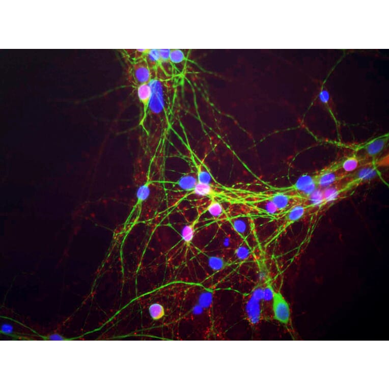 Immunofluorescence - Anti-a-Synuclein Antibody (A85290) - Antibodies.com