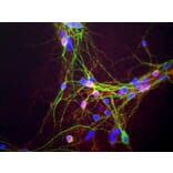 Immunofluorescence - Anti-a-Synuclein Antibody (A85290) - Antibodies.com