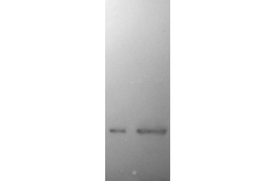 Western Blot - Anti-alpha Synuclein Antibody [2A7] (A85290) - Antibodies.com