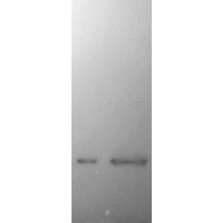 Western Blot - Anti-a-Synuclein Antibody (A85290) - Antibodies.com