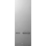 Western Blot - Anti-a-Synuclein Antibody (A85290) - Antibodies.com