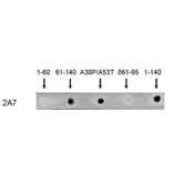 Dot blot - Anti-alpha Synuclein Antibody [2A7] (A85290) - Antibodies.com