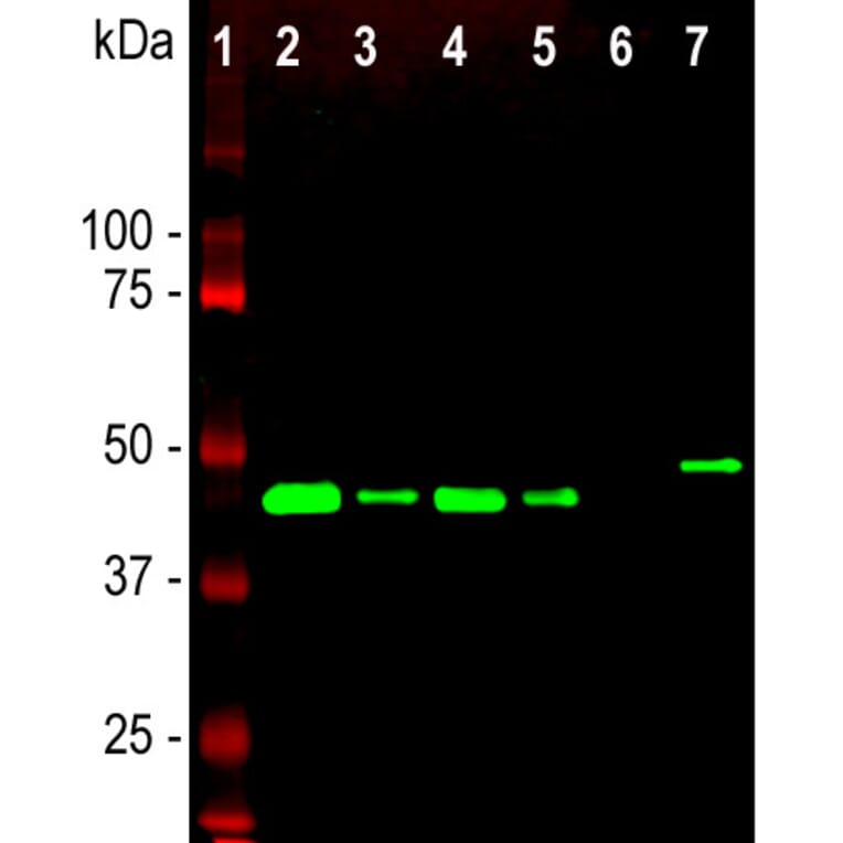 Western Blot - Anti-GAP43 Antibody (A85292) - Antibodies.com