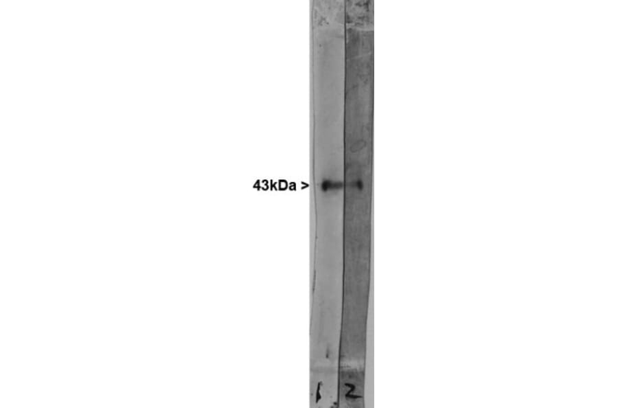 Western Blot - Anti-GAP43 Antibody (A85292) - Antibodies.com