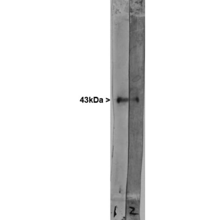 Western Blot - Anti-GAP43 Antibody (A85292) - Antibodies.com