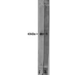 Western Blot - Anti-GAP43 Antibody (A85292) - Antibodies.com