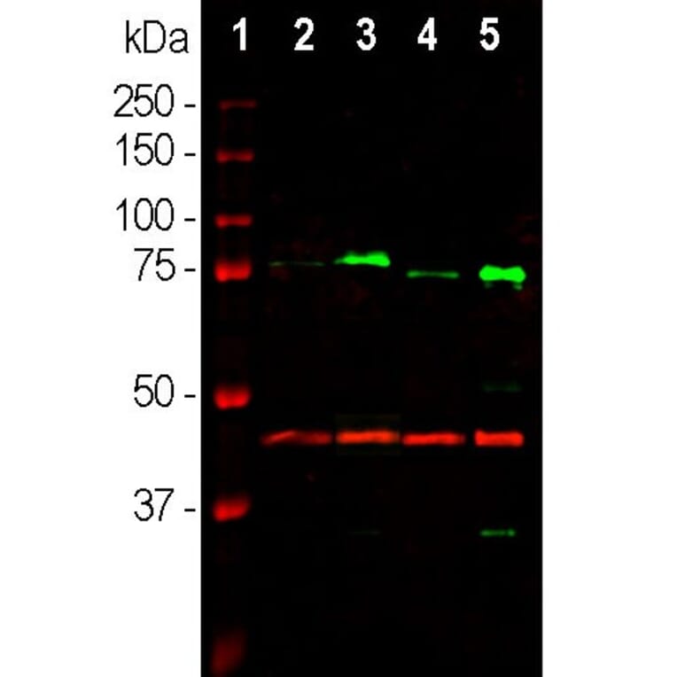 Western Blot - Anti-GAP43 Antibody (A85292) - Antibodies.com