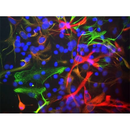 Immunofluorescence - Anti-Nestin Antibody (A85293) - Antibodies.com