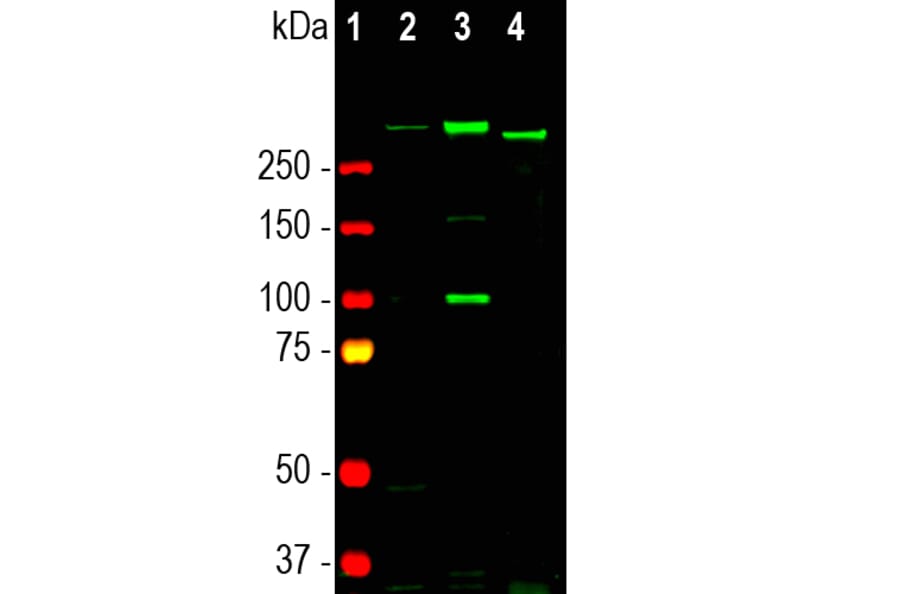 Western Blot - Anti-Nestin Antibody [4D11] (A85293) - Antibodies.com
