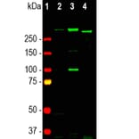 Western Blot - Anti-Nestin Antibody [4D11] (A85293) - Antibodies.com