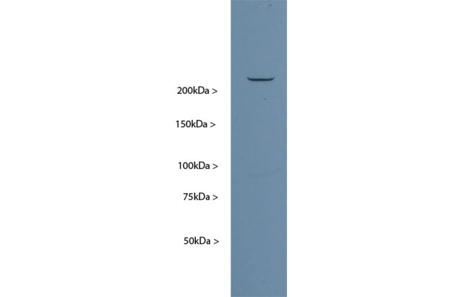 Western Blot - Anti-Nestin Antibody [4D11] (A85293) - Antibodies.com