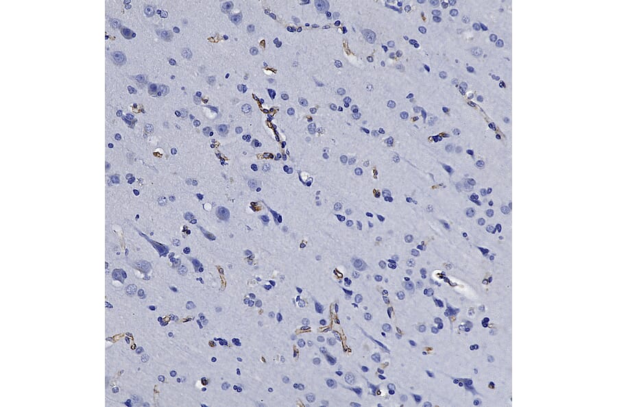Immunohistochemistry - Anti-Nestin Antibody (A85294) - Antibodies.com