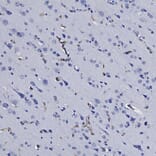 Immunohistochemistry - Anti-Nestin Antibody (A85294) - Antibodies.com
