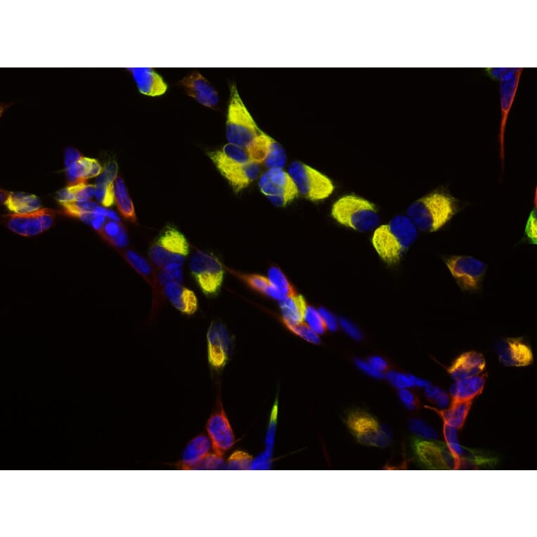 Immunofluorescence - Anti-Nestin Antibody (A85294) - Antibodies.com