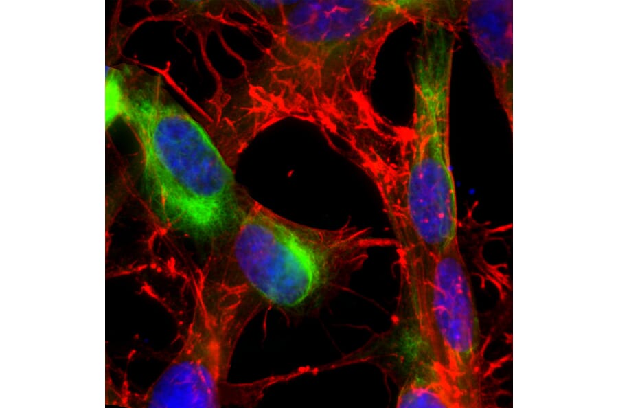 Immunofluorescence - Anti-Nestin Antibody (A85294) - Antibodies.com