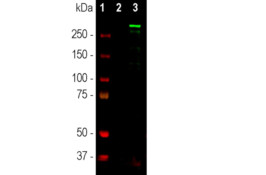 Western Blot - Anti-Nestin Antibody (A85294) - Antibodies.com