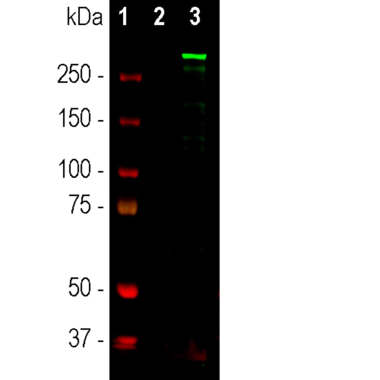 Western Blot - Anti-Nestin Antibody (A85294) - Antibodies.com