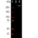 Western Blot - Anti-Nestin Antibody (A85294) - Antibodies.com