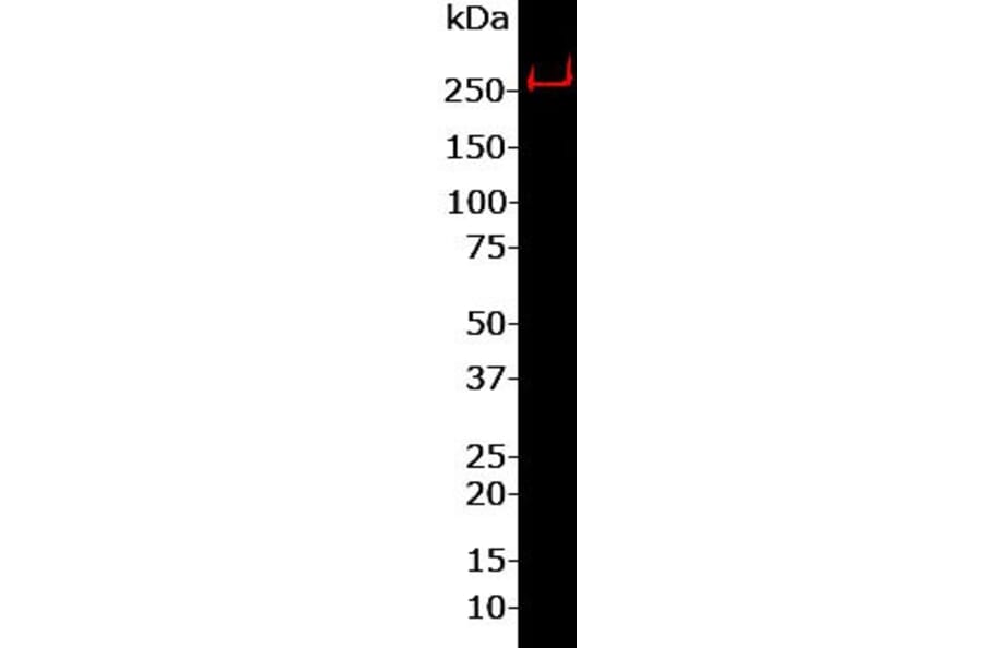 Western Blot - Anti-Nestin Antibody (A85294) - Antibodies.com