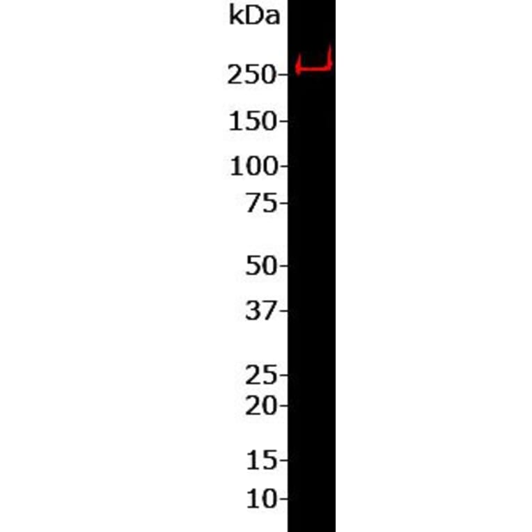 Western Blot - Anti-Nestin Antibody (A85294) - Antibodies.com
