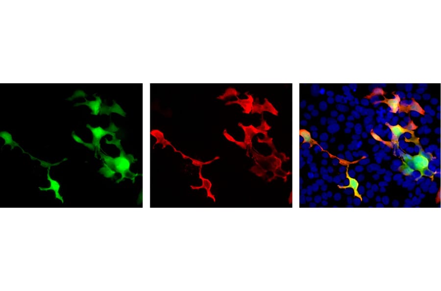 Immunofluorescence - Anti-EosFP Antibody (A85295) - Antibodies.com