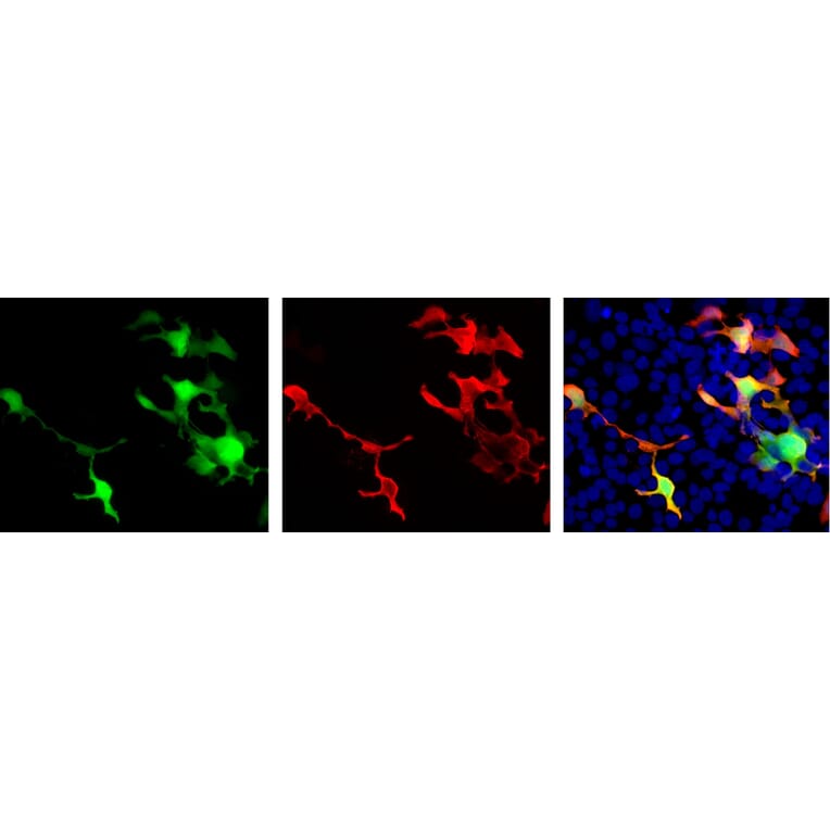 Immunofluorescence - Anti-EosFP Antibody (A85295) - Antibodies.com