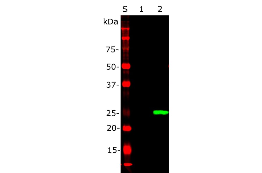 Western Blot - Anti-EosFP Antibody (A85295) - Antibodies.com