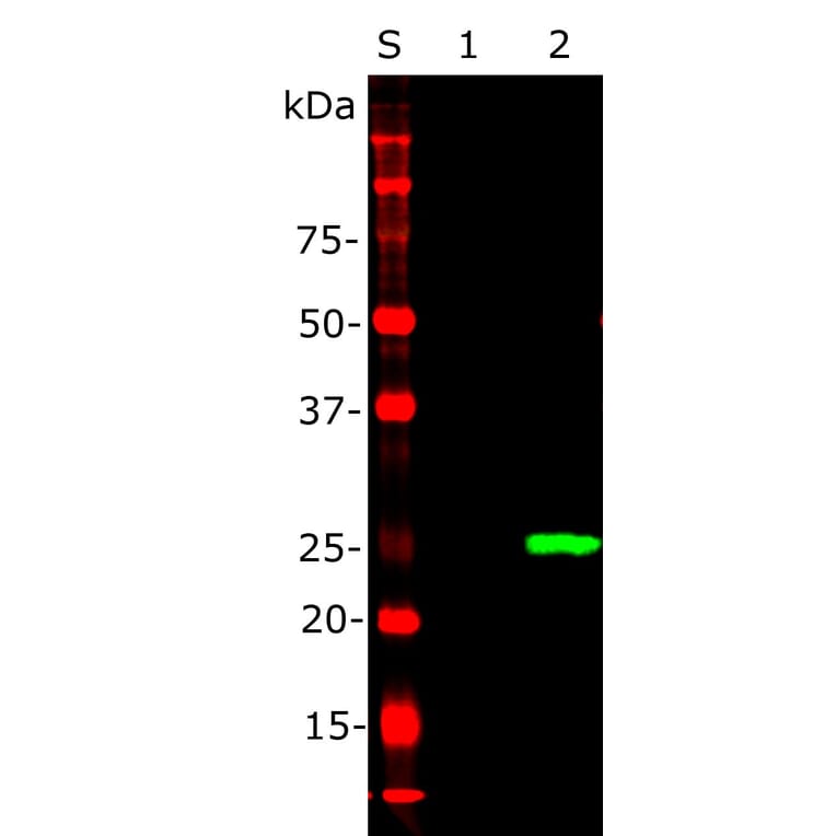Western Blot - Anti-EosFP Antibody (A85295) - Antibodies.com