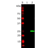 Western Blot - Anti-EosFP Antibody (A85295) - Antibodies.com