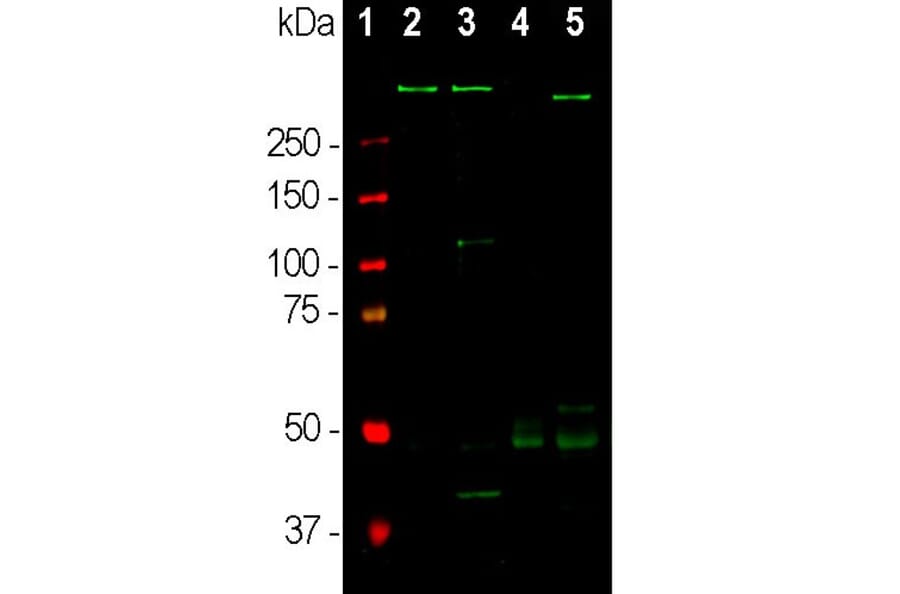 Western Blot - Anti-MAP2 Antibody [5H11] (A85296) - Antibodies.com