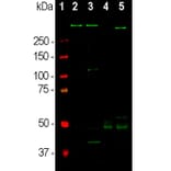 Western Blot - Anti-MAP2 Antibody [5H11] (A85296) - Antibodies.com