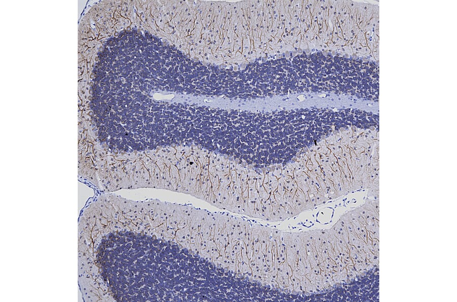 Immunohistochemistry - Anti-MAP2 Antibody [5H11] (A85296) - Antibodies.com
