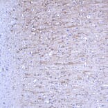 Immunohistochemistry - Anti-MAP2 Antibody [5H11] (A85296) - Antibodies.com